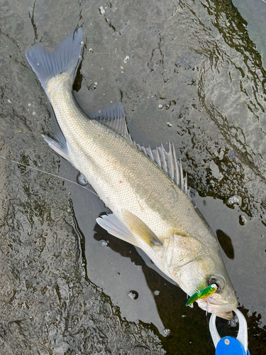 シーバスの釣果