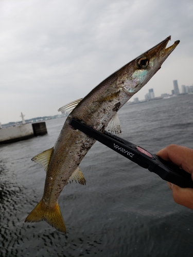 カマスの釣果