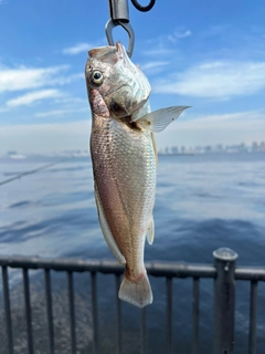 イシモチの釣果