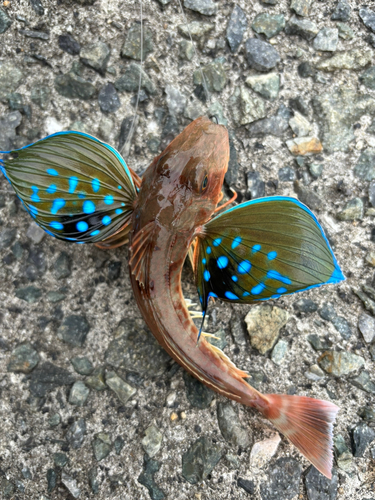 ホウボウの釣果