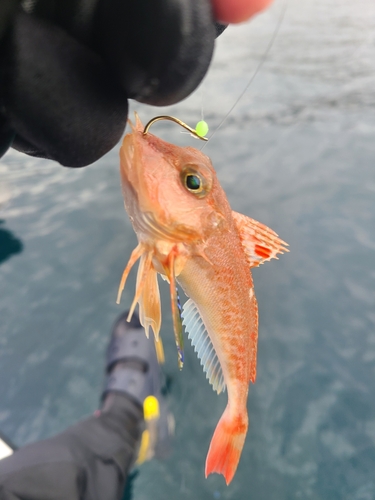 オニカナガシラの釣果