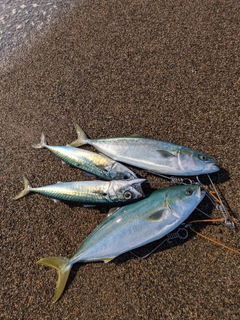 サバの釣果