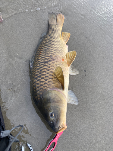 コイの釣果