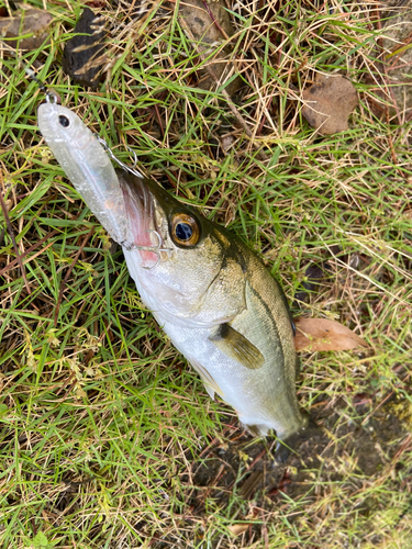 セイゴ（マルスズキ）の釣果