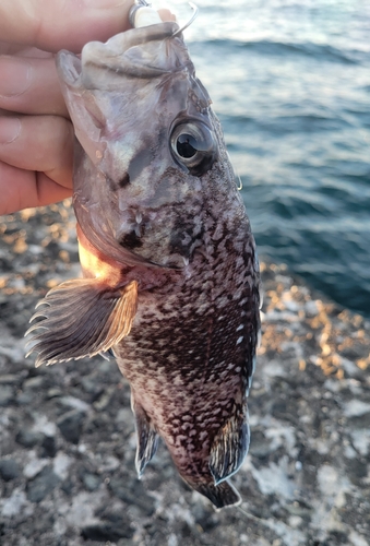 マゾイの釣果