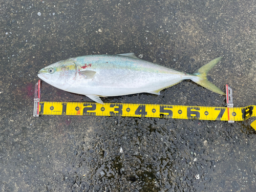 ハマチの釣果