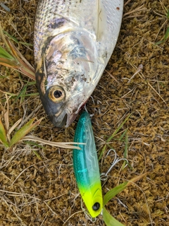 コノシロの釣果