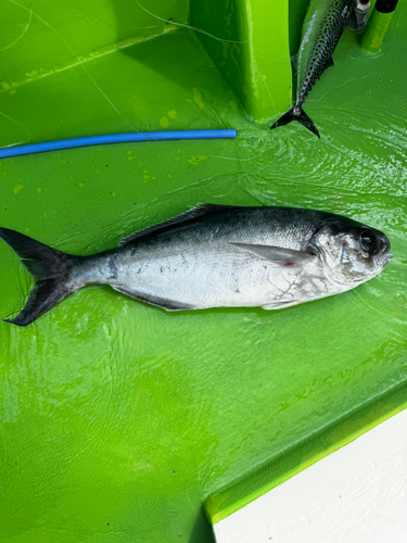 キンメダイの釣果