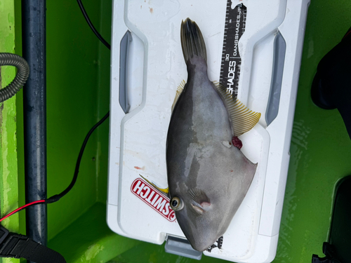 キビレカワハギの釣果