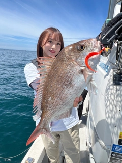 マダイの釣果