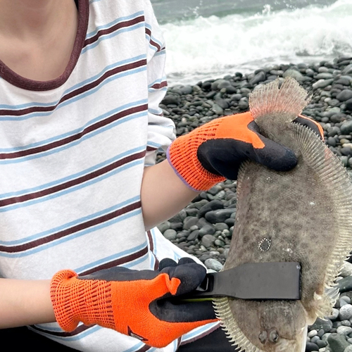 ソゲの釣果