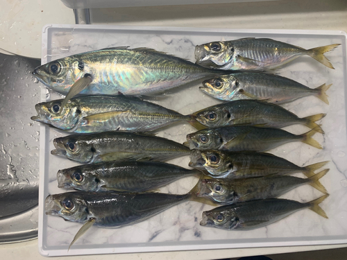 アジの釣果