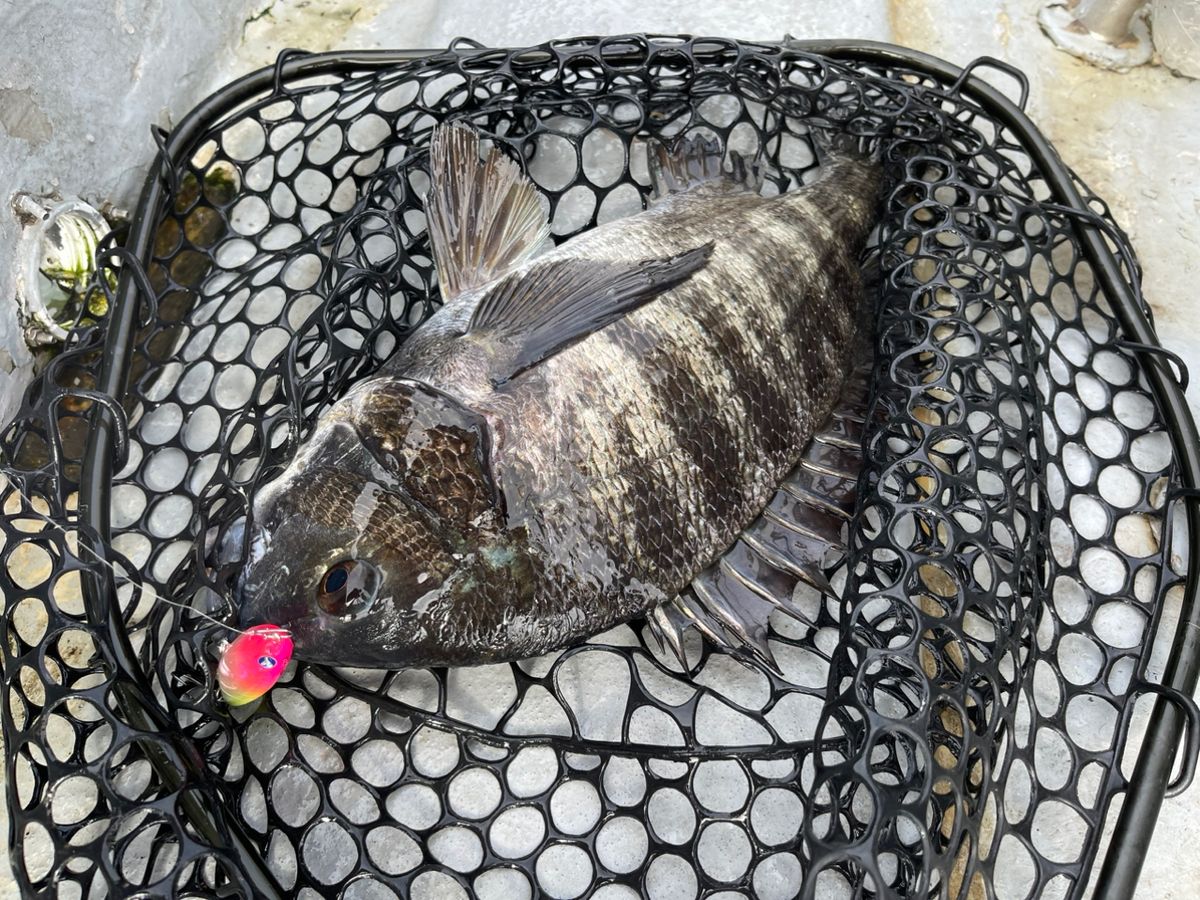 アングラーズスタッフ高橋さんの釣果 2枚目の画像