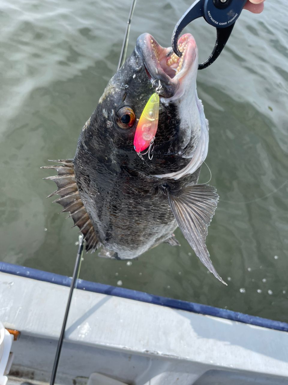 アングラーズスタッフ高橋さんの釣果 3枚目の画像