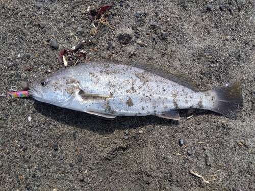 ニベの釣果