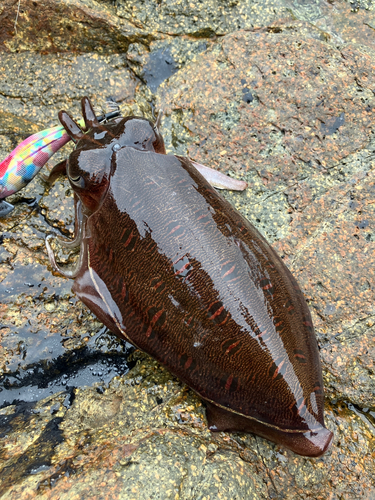 モンゴウイカの釣果