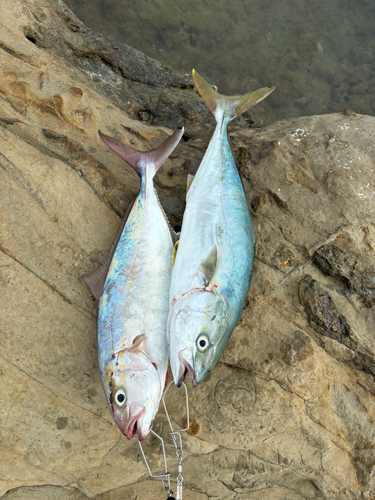 カンパチの釣果