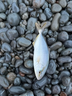 シオの釣果