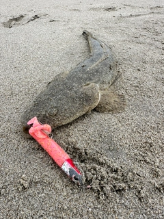 マゴチの釣果