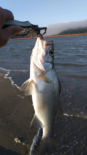 ヒラスズキの釣果