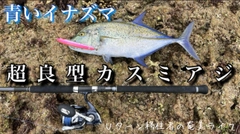 カスミアジの釣果