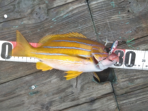 ヨコスジフエダイの釣果