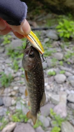 イワナの釣果