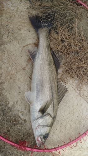 スズキの釣果