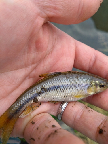 カワムツの釣果