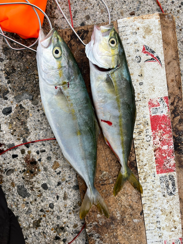 ツバスの釣果