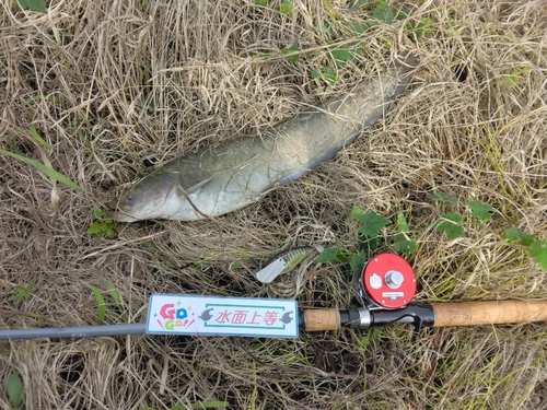 コイの釣果