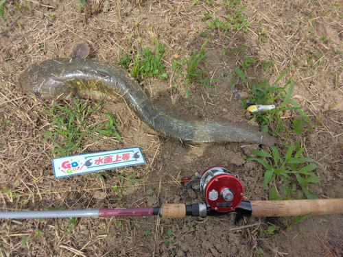 マナマズの釣果