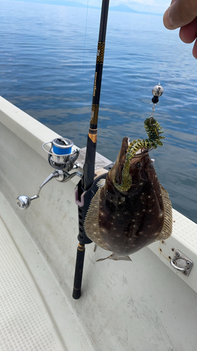 ヒラメの釣果