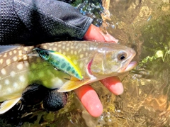 アメマスの釣果