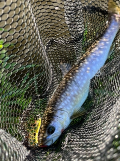 アメマスの釣果