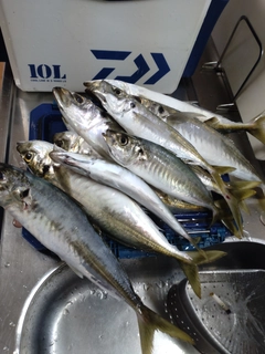 マルアジの釣果