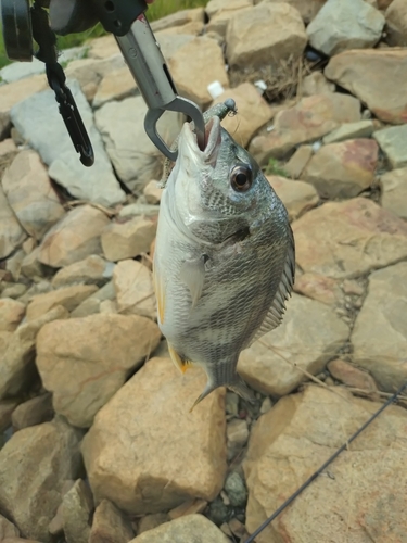 キビレの釣果