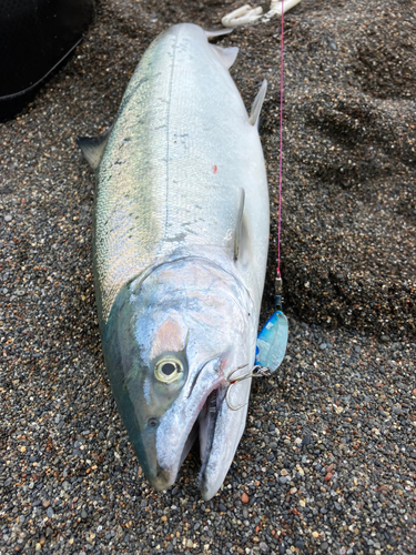 サクラマスの釣果