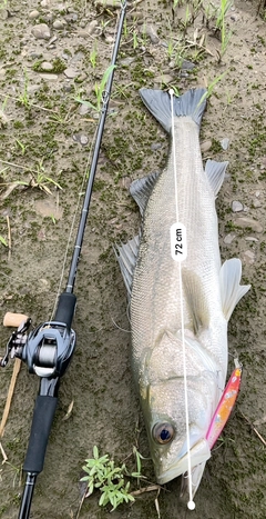 シーバスの釣果