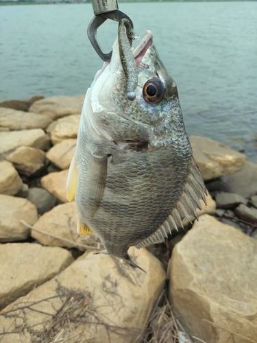 キビレの釣果