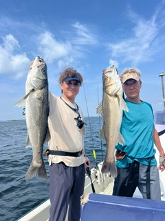 シーバスの釣果