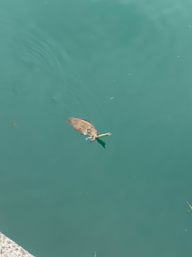 モンゴウイカの釣果