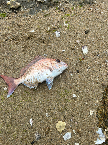 マダイの釣果