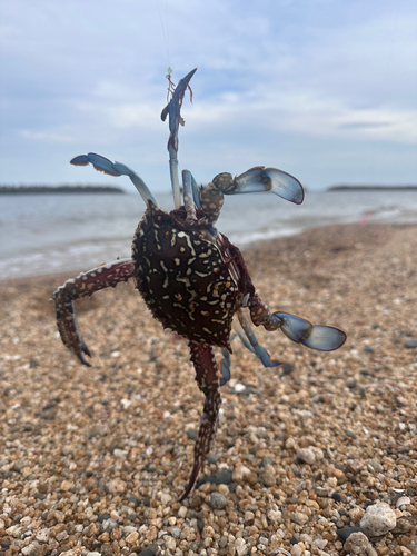 カニの釣果