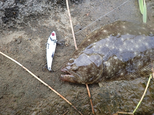 ヒラメの釣果