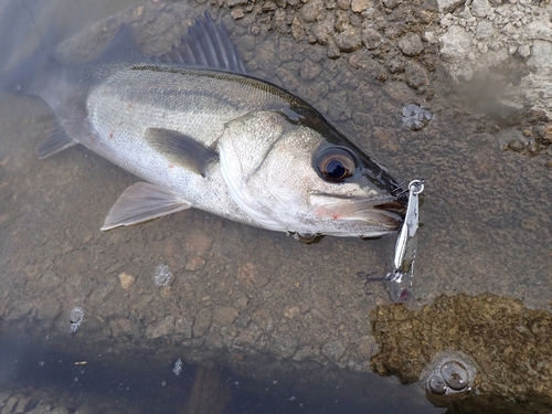 スズキの釣果