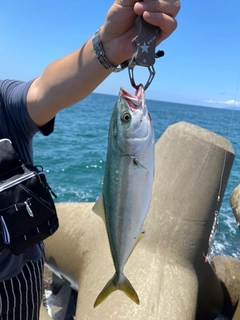 イナダの釣果