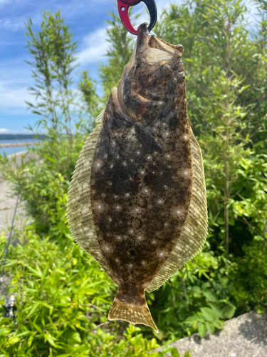 ソゲの釣果