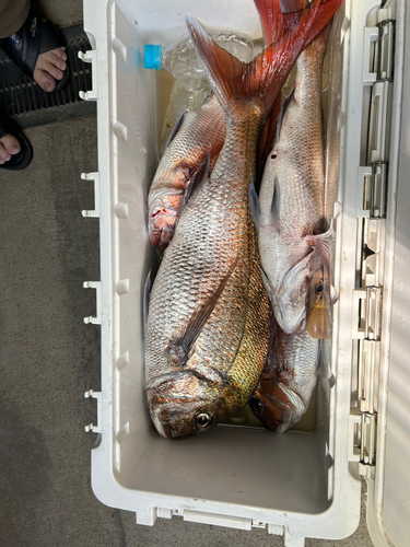 マダイの釣果