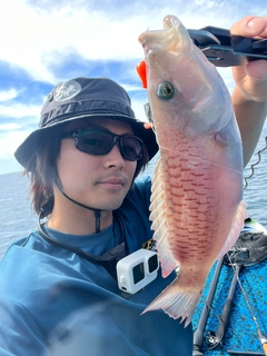 ヒトスジモチノウオの釣果